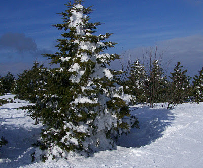 Zu sehen ist eine verschneite im Wald.